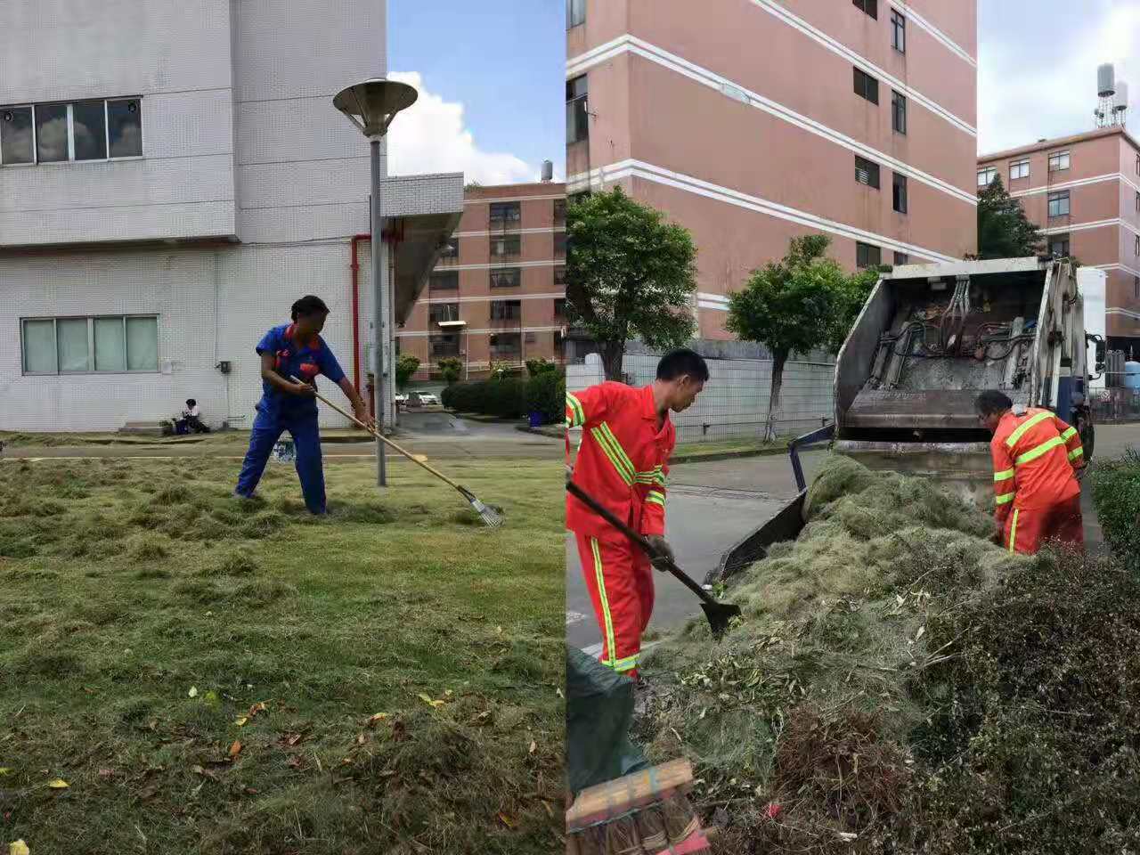 專業(yè)佛山大樹修剪，安全高效保障